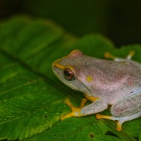 Pseudophilautus asankai Manamendra-Arachchi & Pethiyagoda, 2005